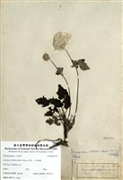 藏品(小白頭翁)的圖片